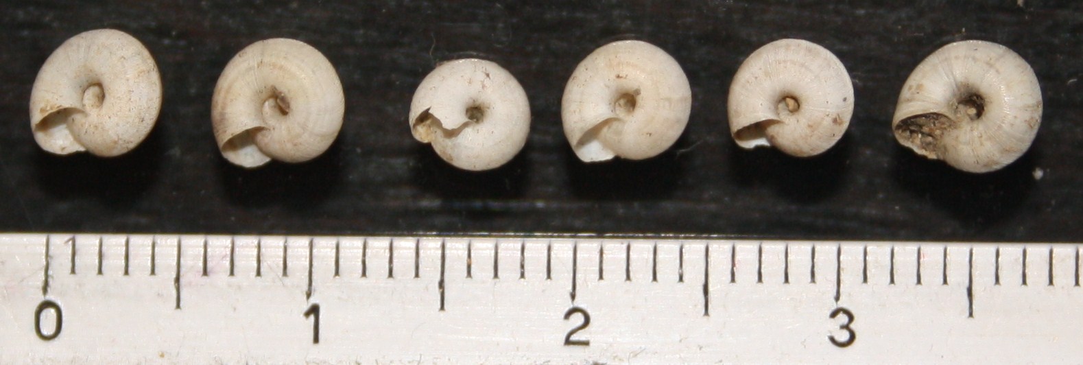 candidula unifasciata?